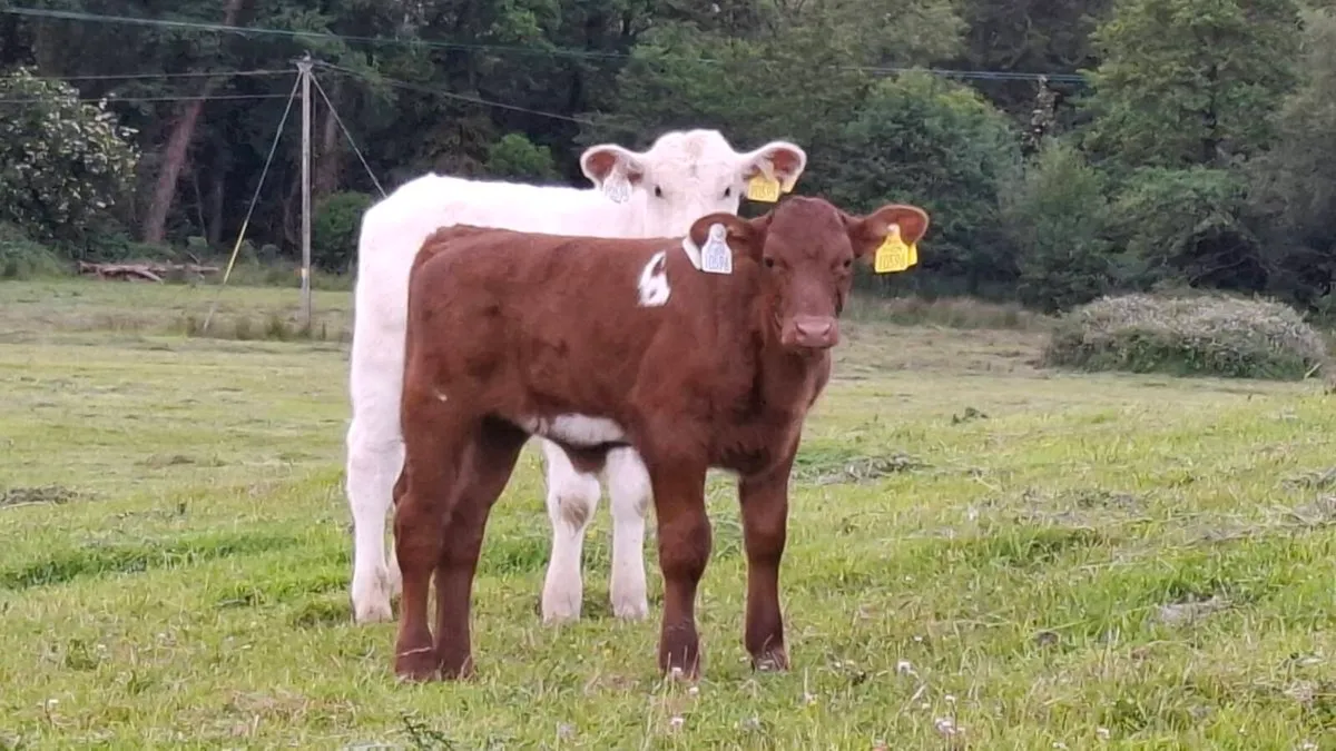 Pedigree Shorthorn Cow and Calf - Image 2