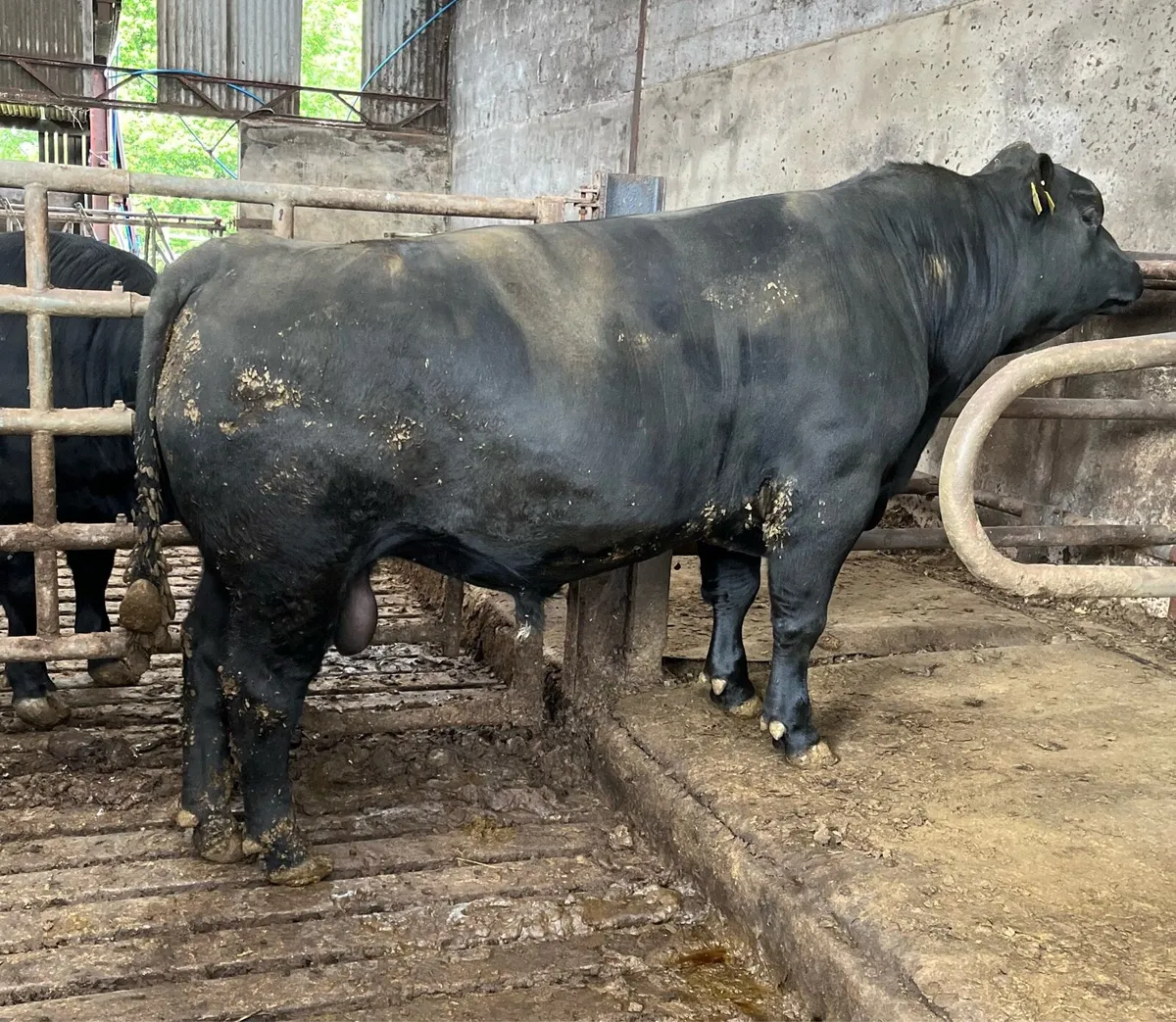 Aberdeen Angus Bulls - Image 1