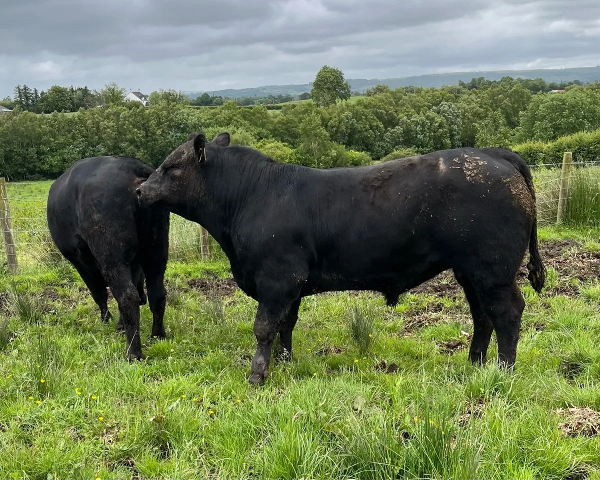 Aberdeen Angus Bulls - Image 2