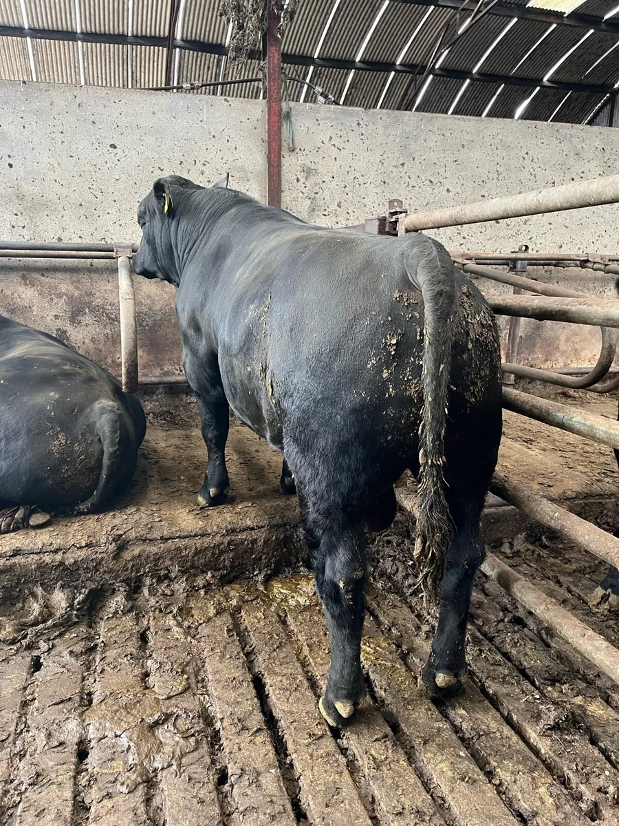 Aberdeen Angus Bulls - Image 3