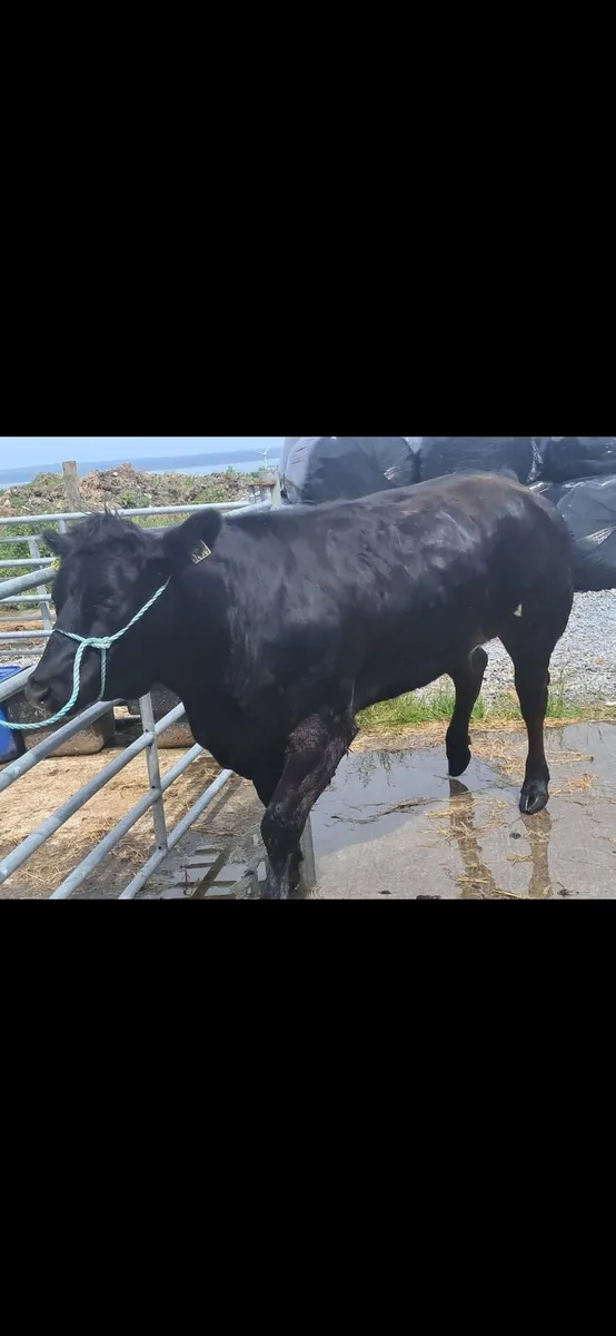 Limousin - Image 1