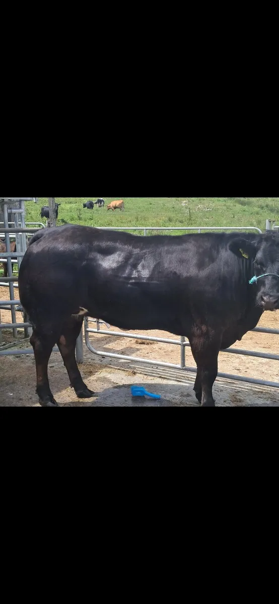 Limousin - Image 2