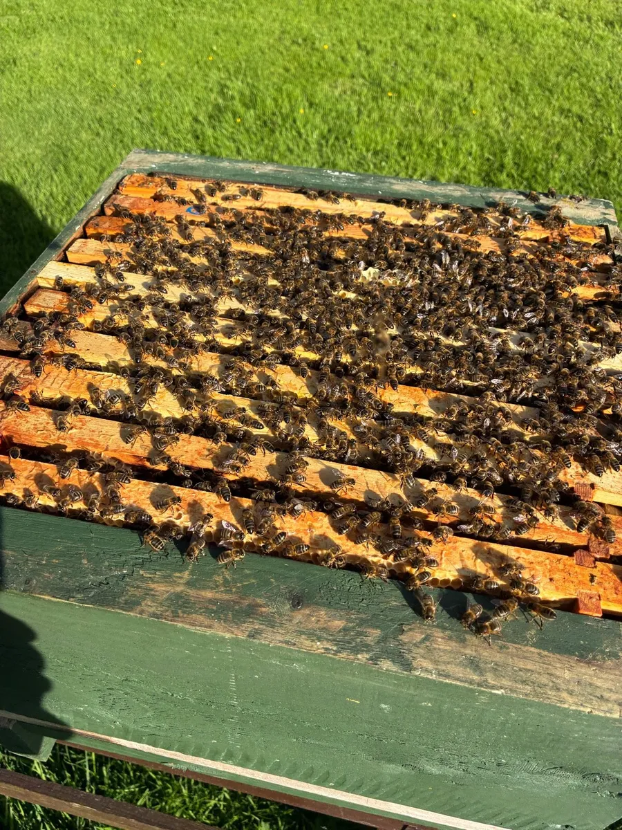 National Hive of Bees for sale - Image 1