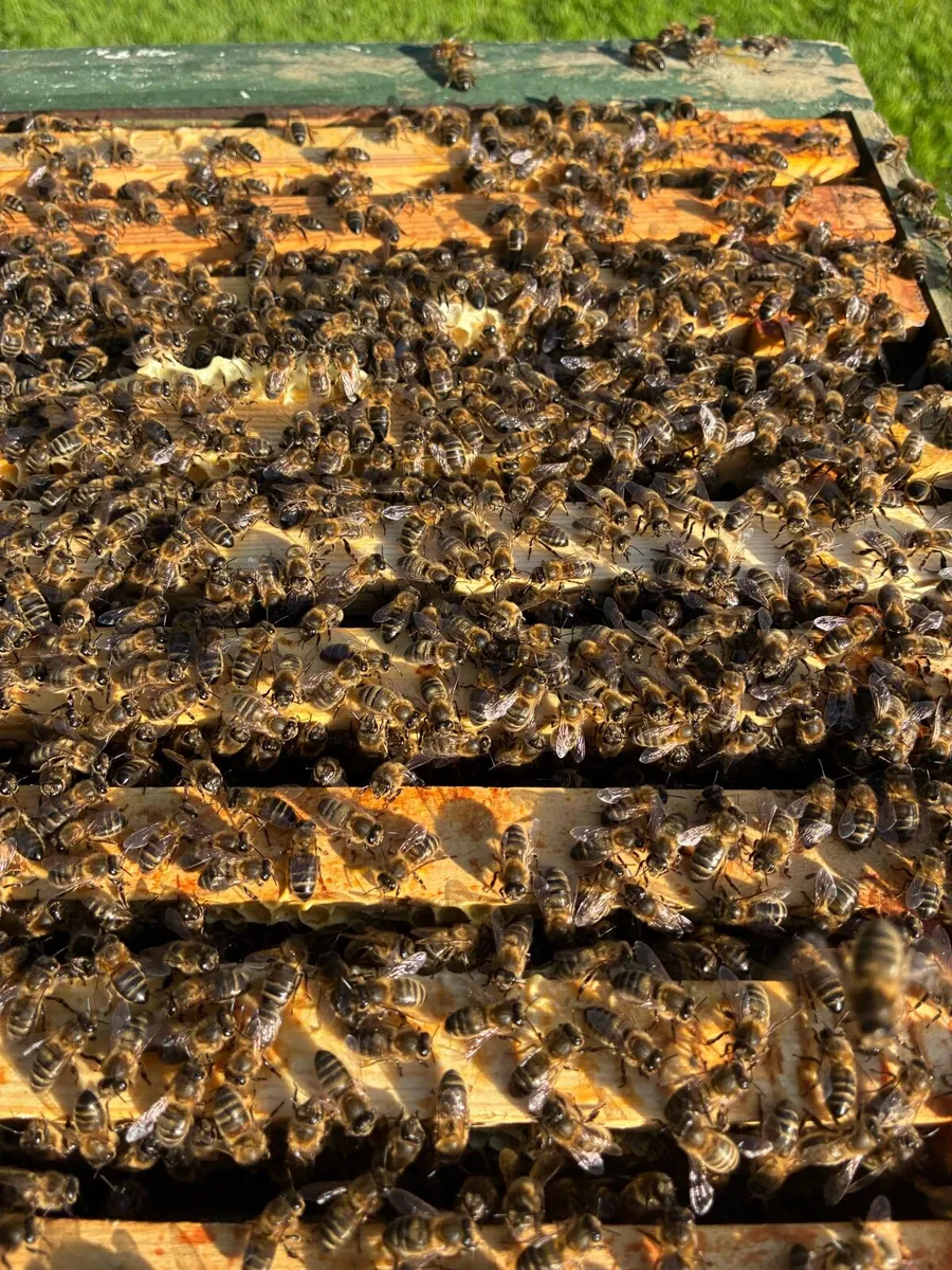 National Hive of Bees for sale - Image 2