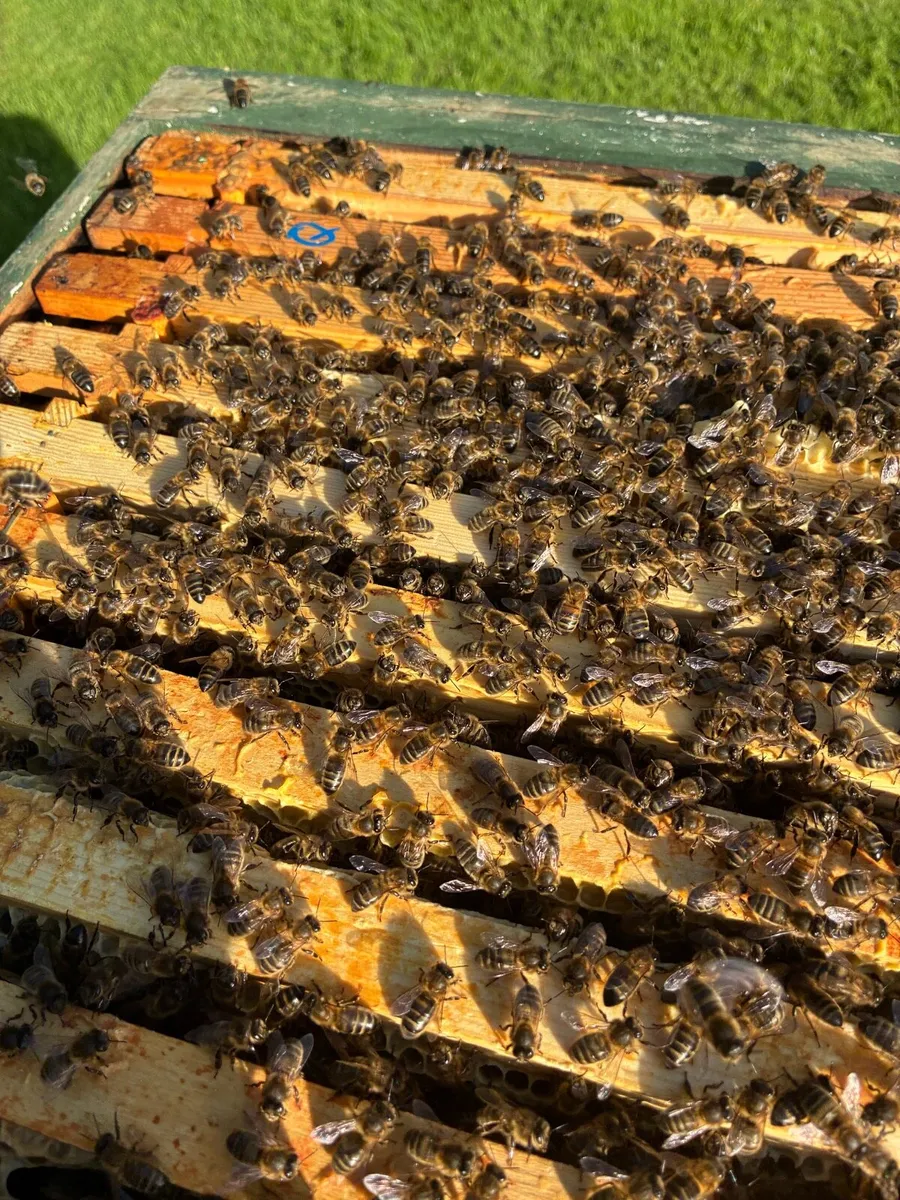 National Hive of Bees for sale - Image 3