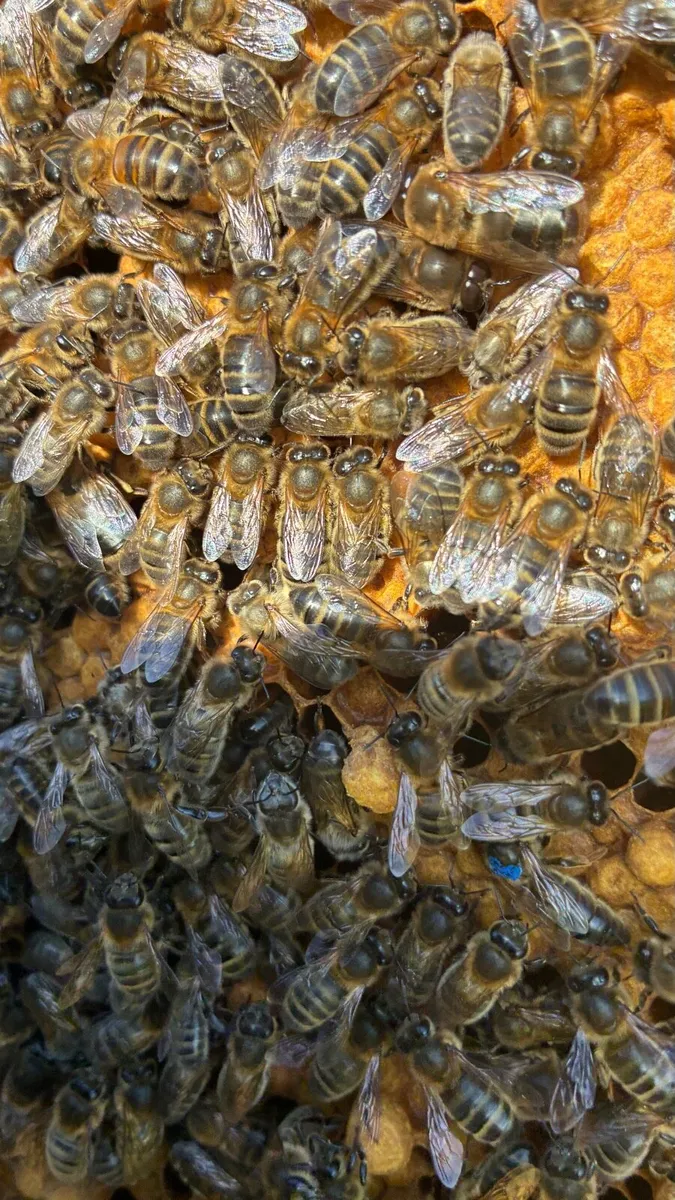 National Hive of Bees for sale - Image 4