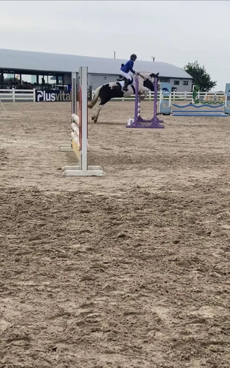 Horse - Image 1