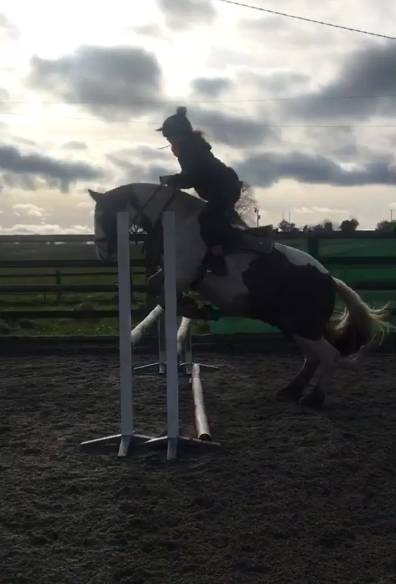 Horse - Image 2