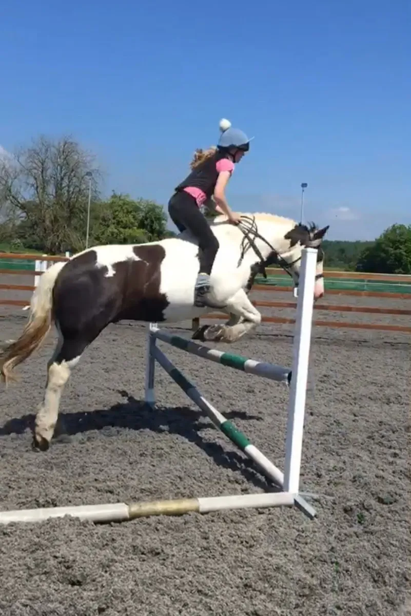 Horse - Image 4