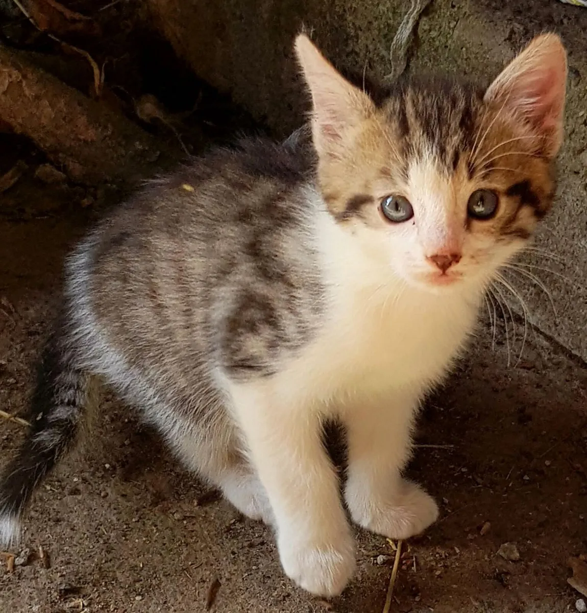 Kittens - Image 2