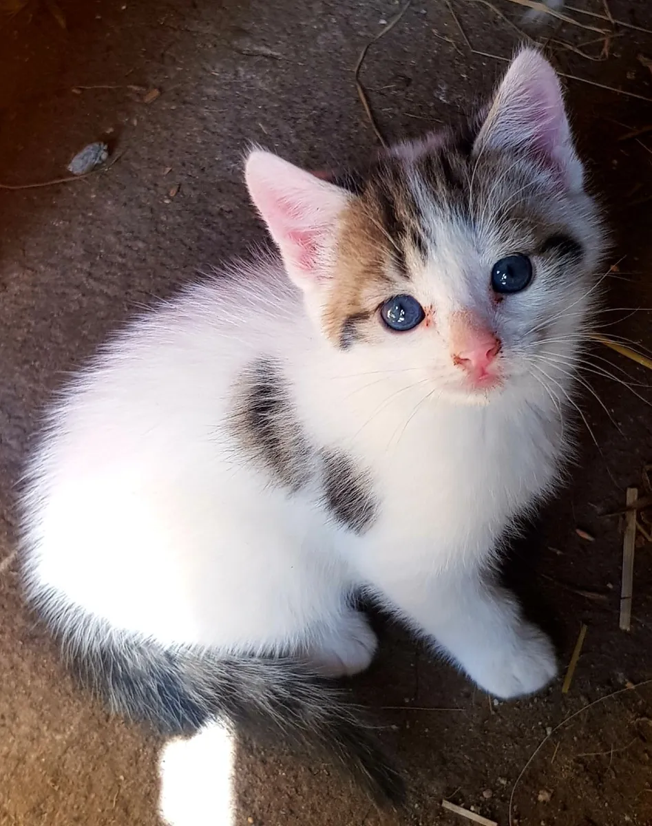 Kittens - Image 1