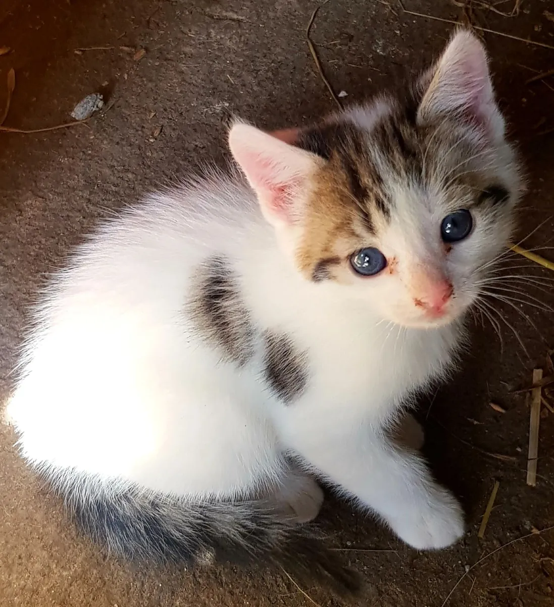 Kittens - Image 3