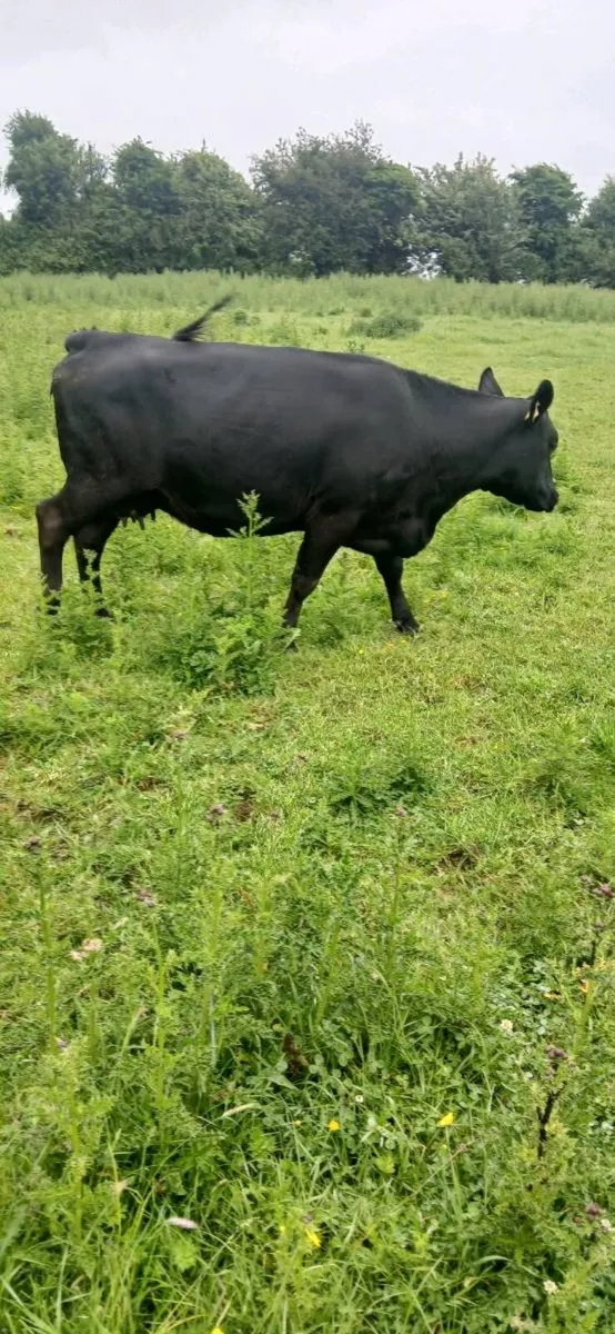 10 Suckler Heifers - Image 1