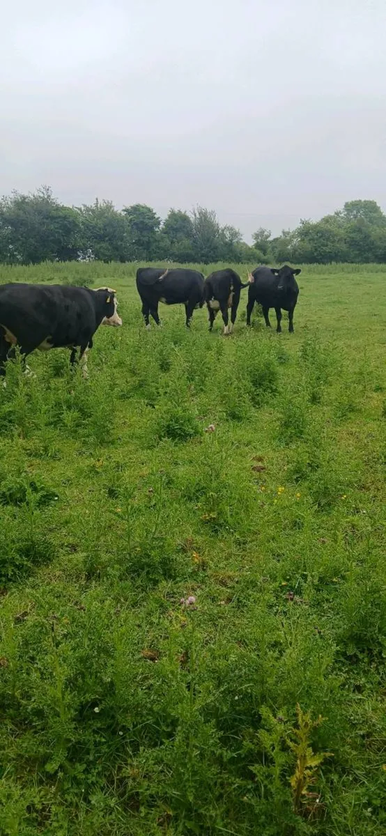 10 Suckler Heifers - Image 2
