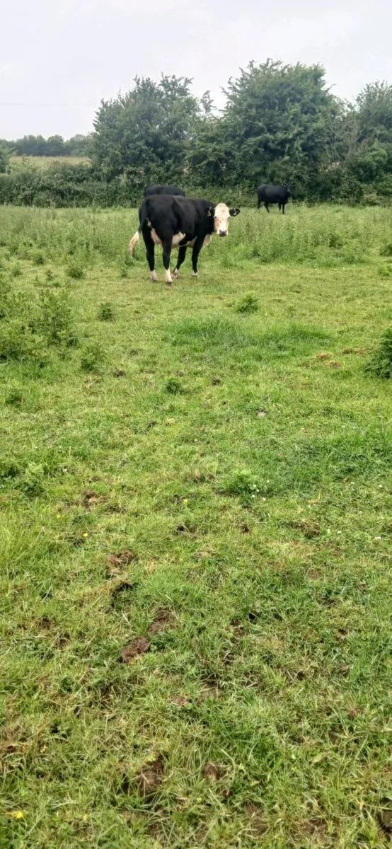 10 Suckler Heifers - Image 3