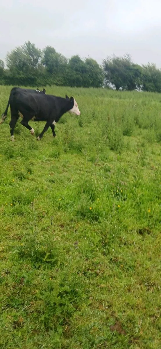 10 Suckler Heifers - Image 4