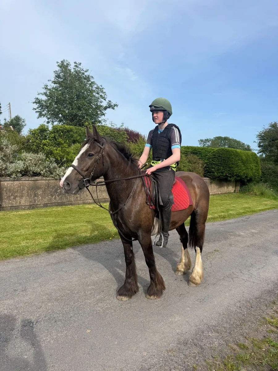 5 year old cob - Image 1