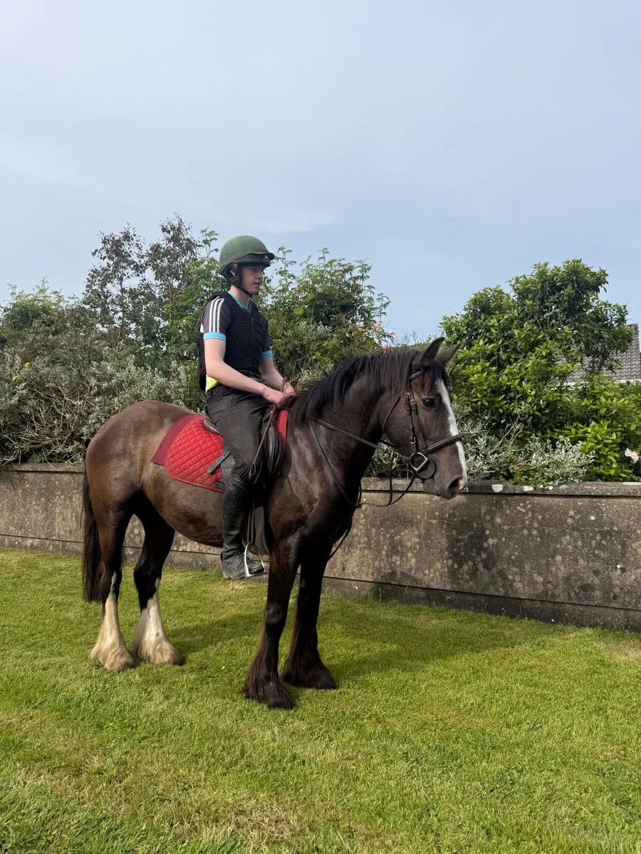 5 year old cob - Image 2