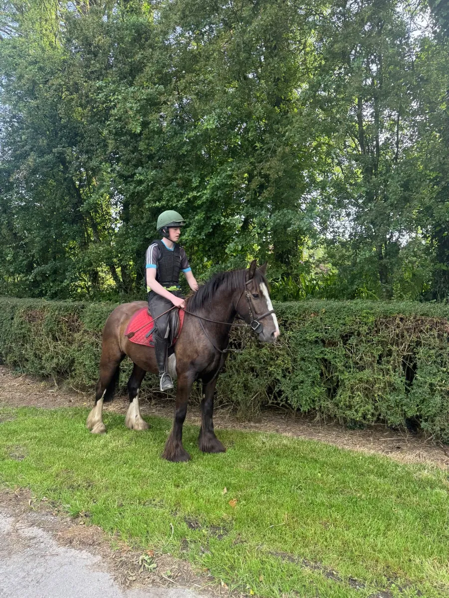 5 year old cob - Image 3