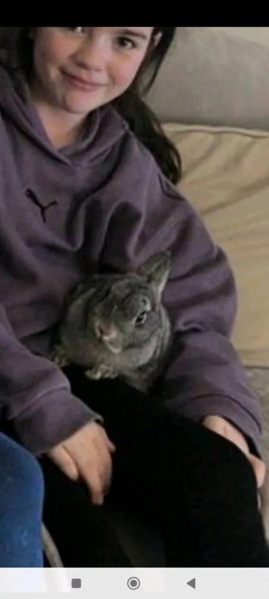 Dwarf rabbit - Image 1