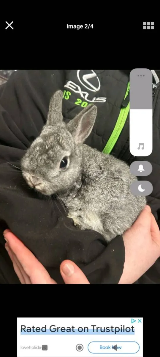 Dwarf rabbit - Image 2