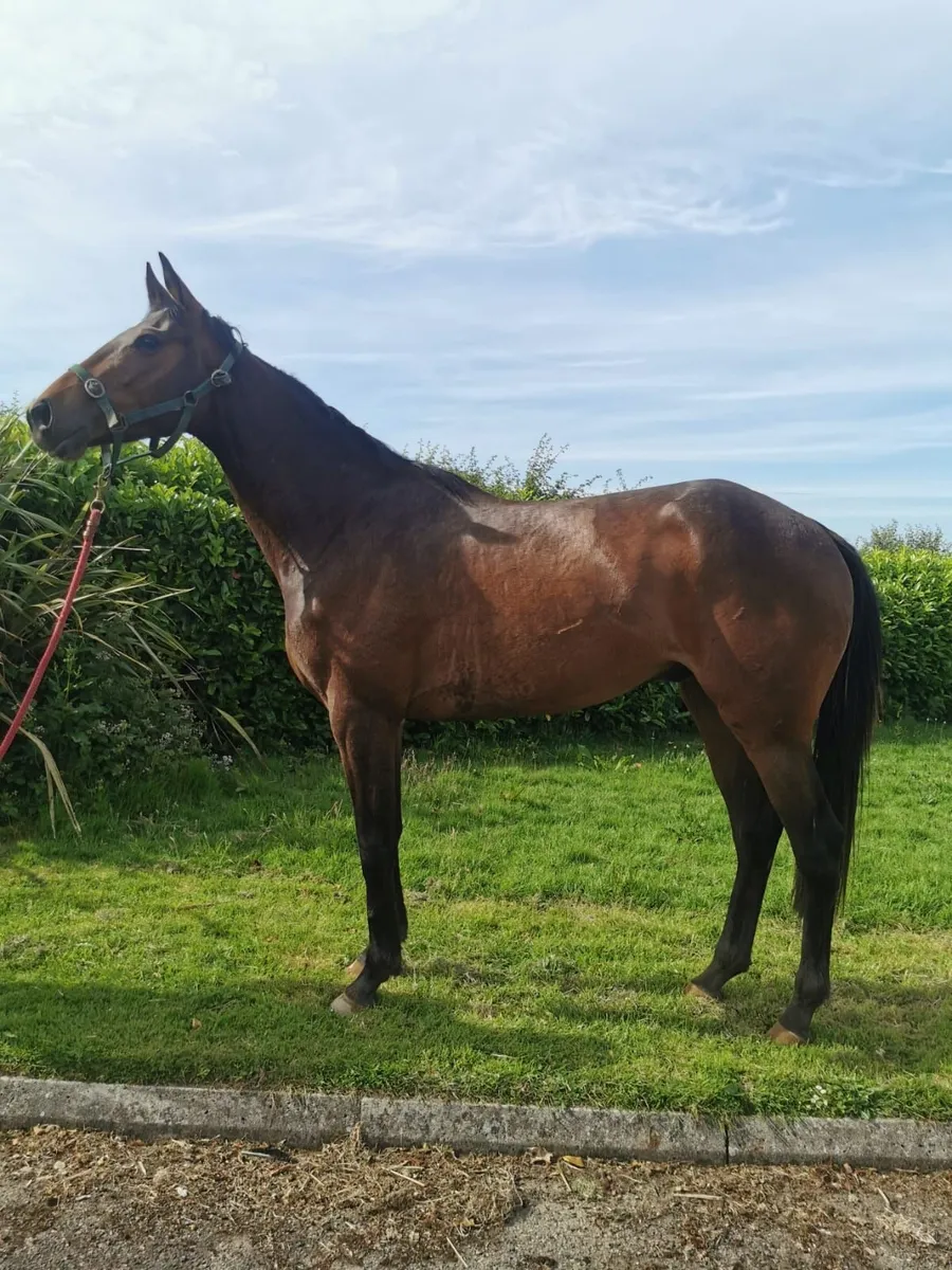 3yo El Salvador gelding - Image 1