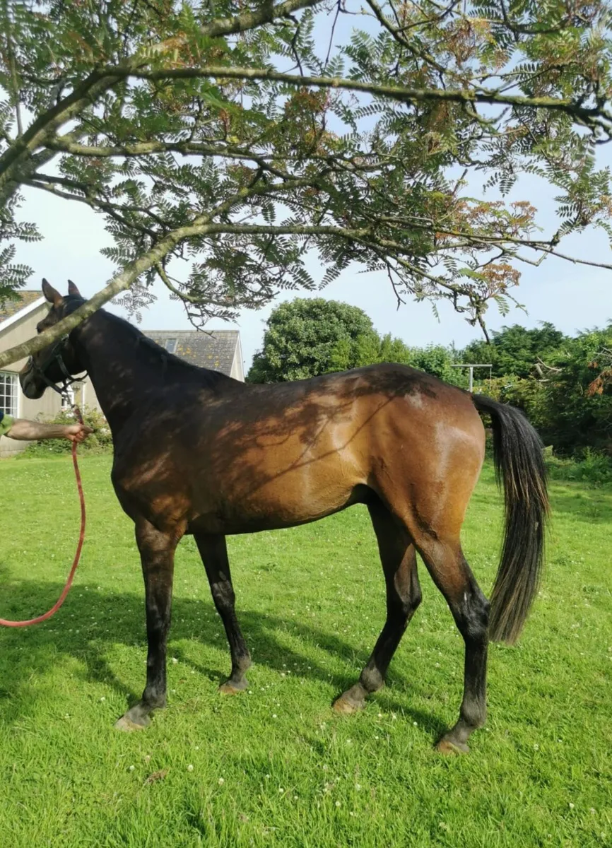 3yo El Salvador gelding - Image 2