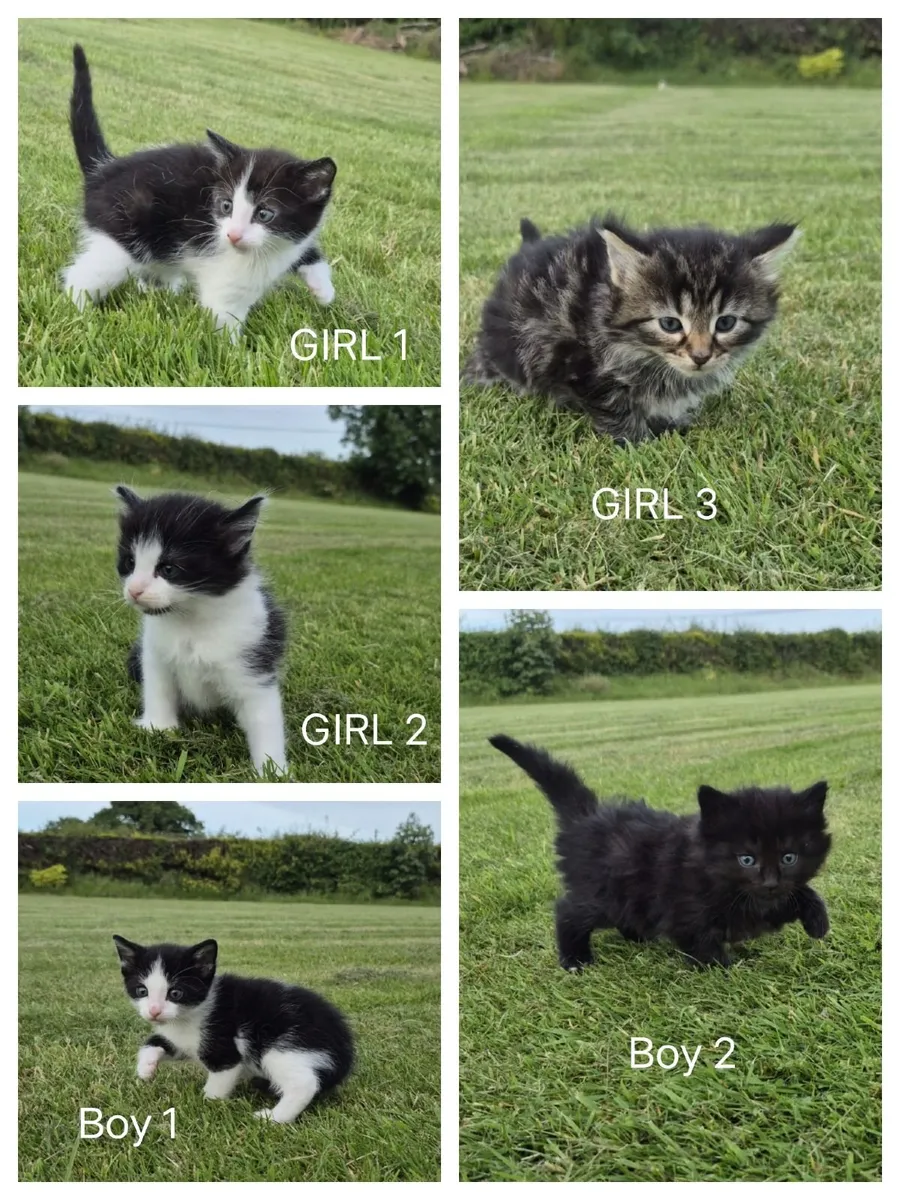 Beautiful 5 Star Kittens - Image 1