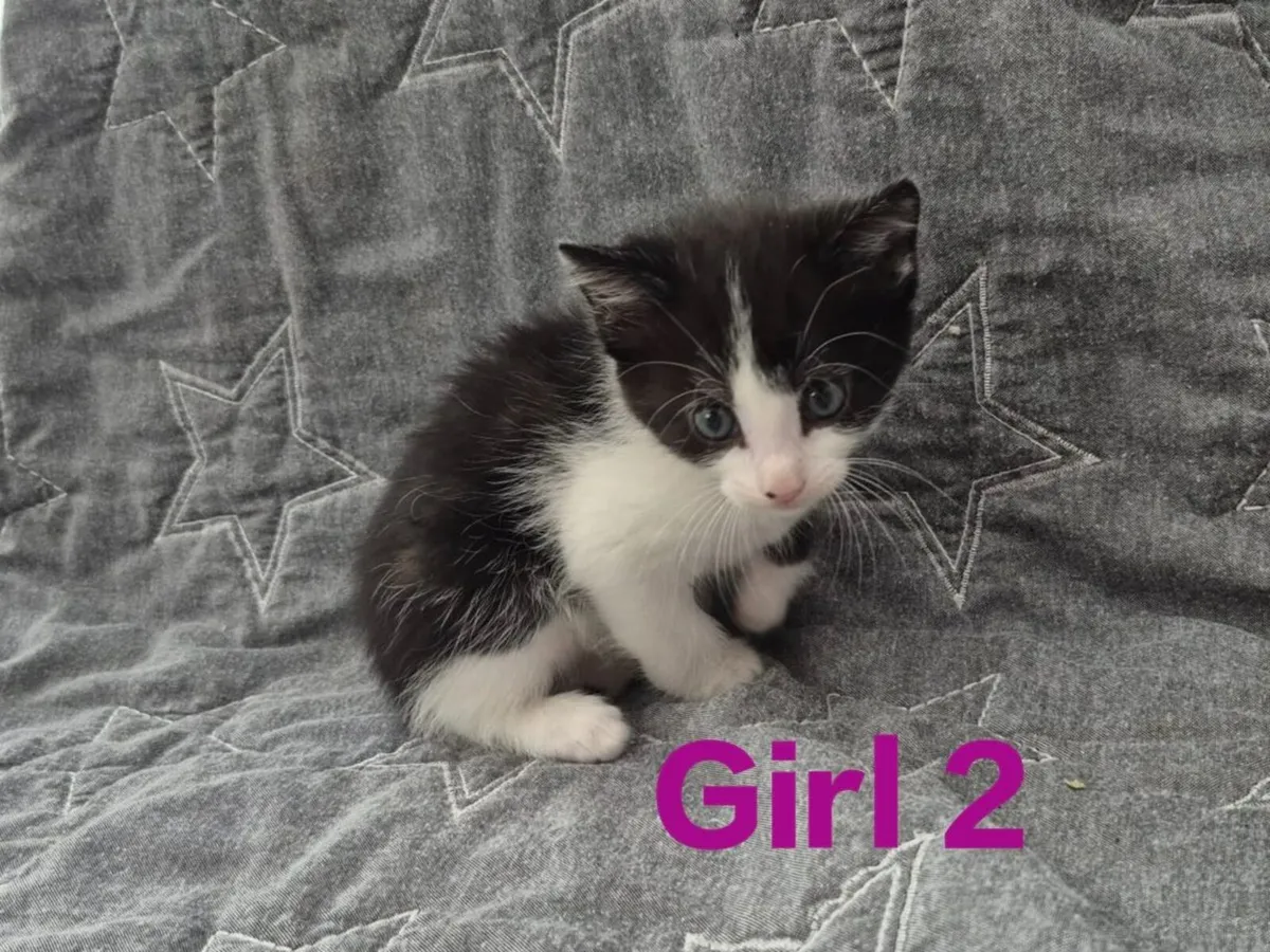 Beautiful 5 Star Kittens - Image 2