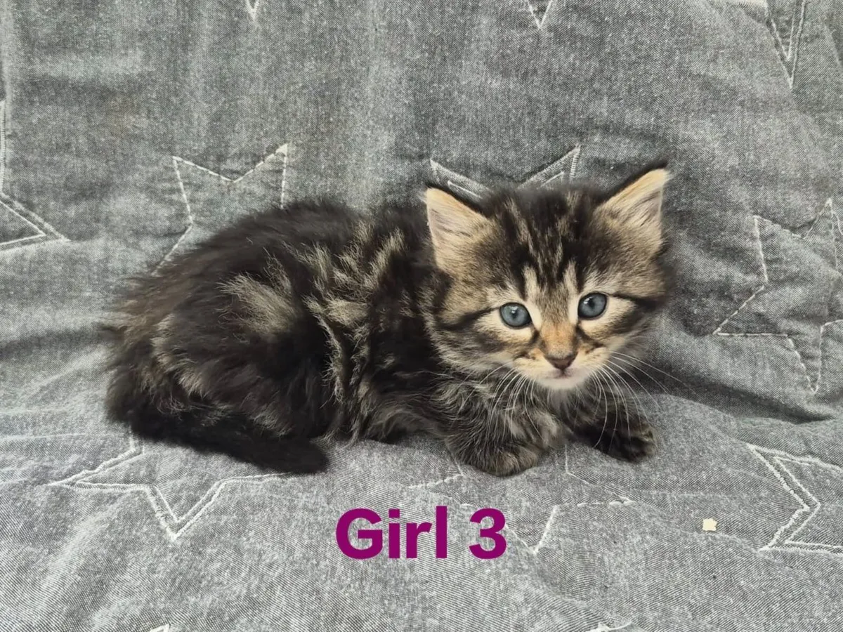 Beautiful 5 Star Kittens - Image 4