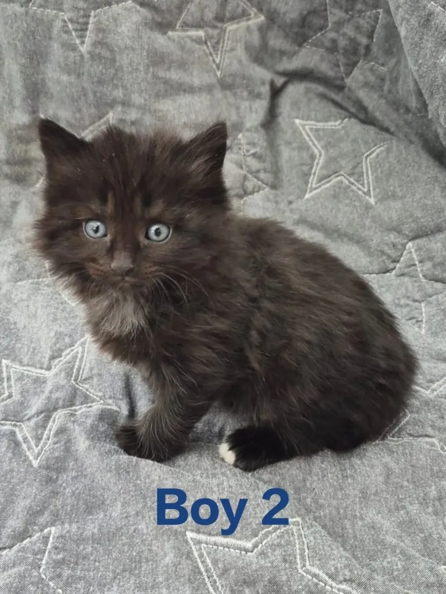 Beautiful 5 Star Kittens - Image 3