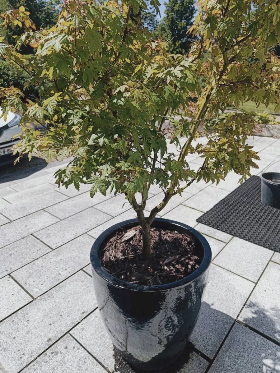 Quality Plant pots various - Image 1