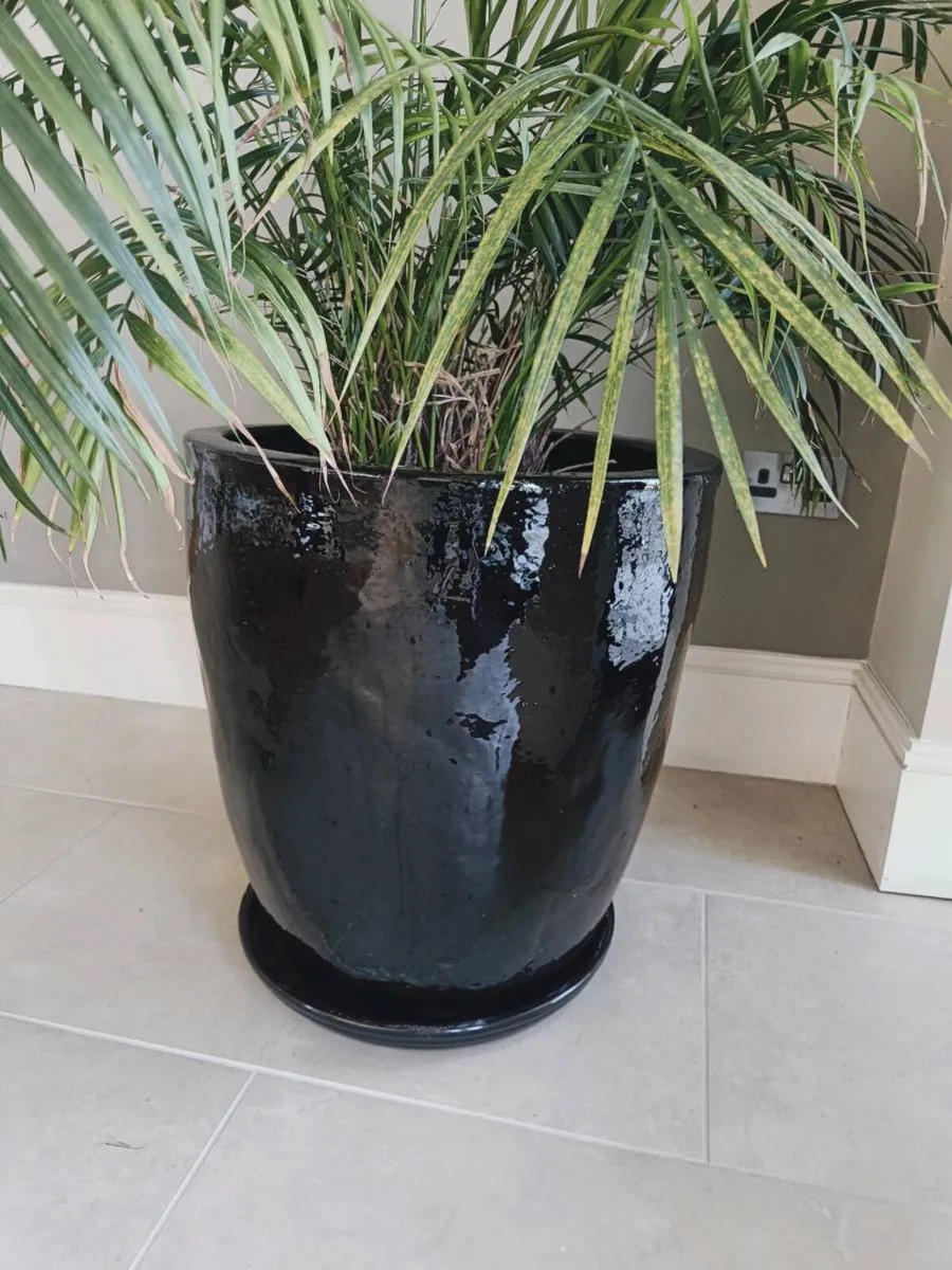 Quality Plant pots various - Image 3