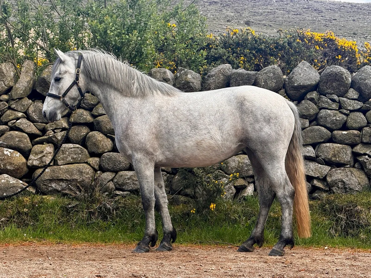 ☘️ Connemara ☘️ - Image 2