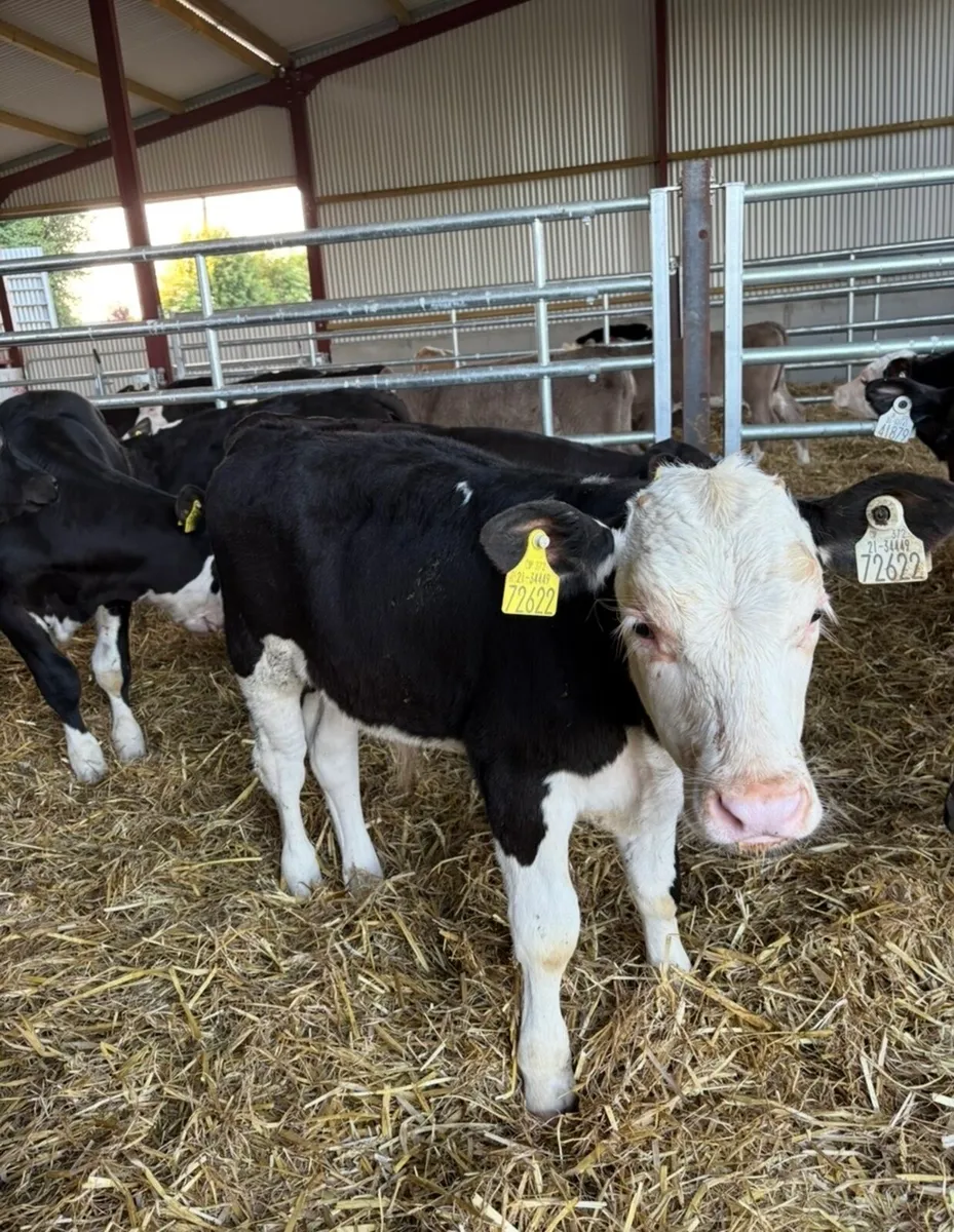 25 super 150kg 4 month old bull runners - Image 3