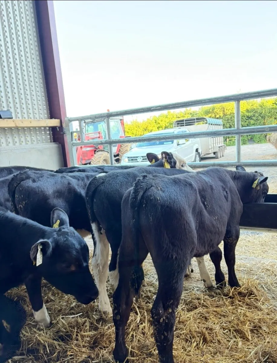 25 super 150kg 4 month old bull runners - Image 4