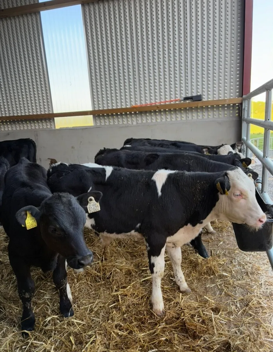 25 super 150kg 4 month old bull runners - Image 1