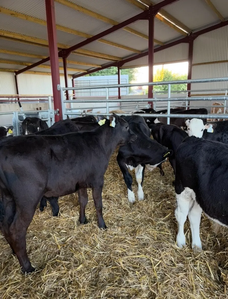 25 super 150kg 4 month old bull runners - Image 2