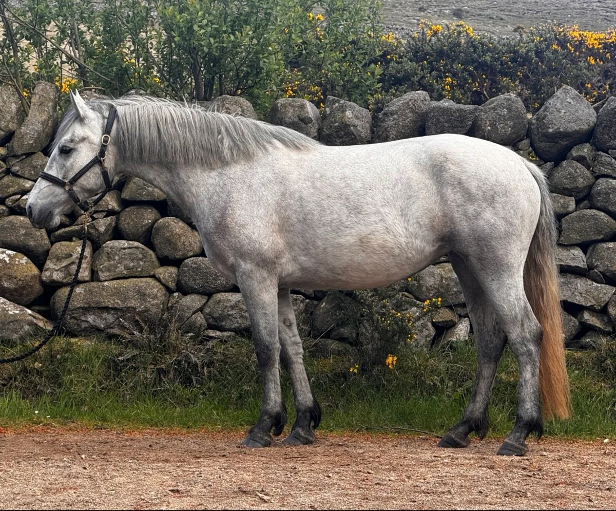 ☘️ Connemara ☘️ - Image 3