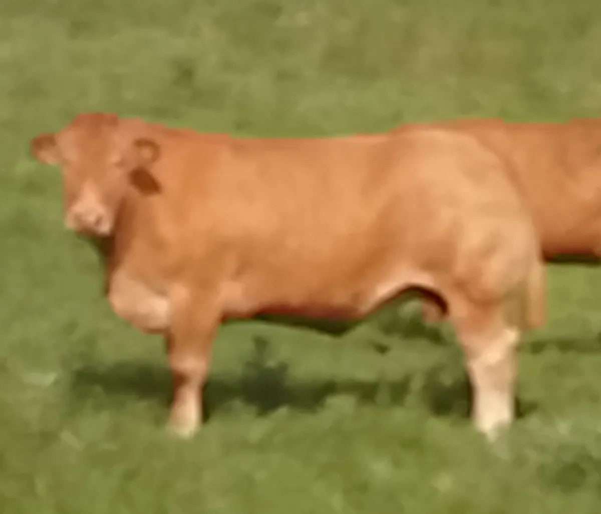 Pedigree Limousin Cow - Image 1
