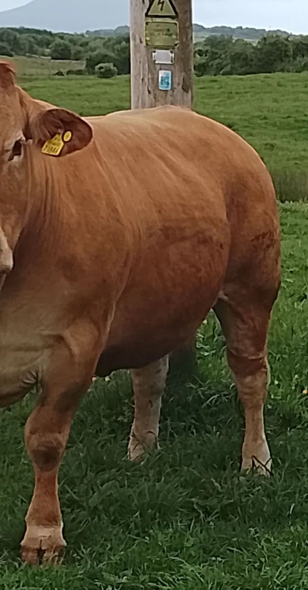 Pedigree Limousin Cow - Image 2