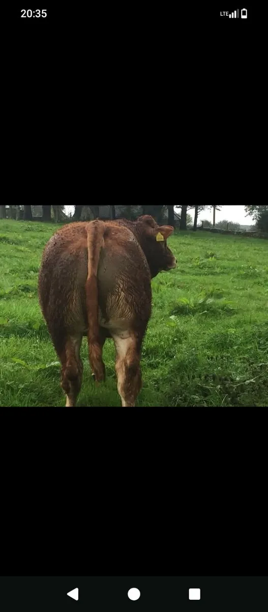 Pedigree Limousin Cow - Image 3