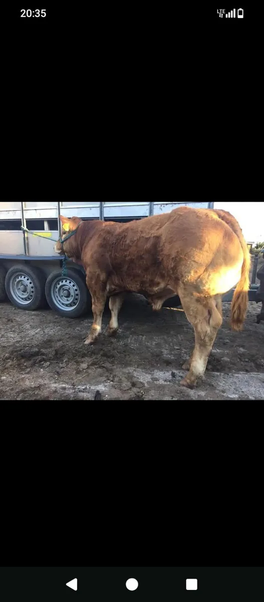 Pedigree Limousin Cow - Image 4