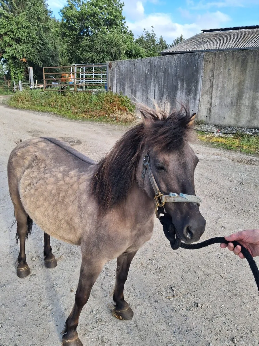 Pony - Image 1