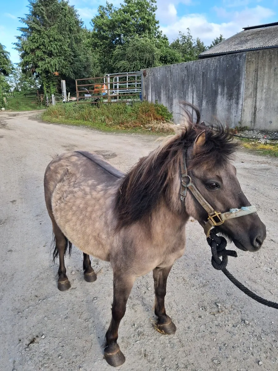 Pony - Image 2