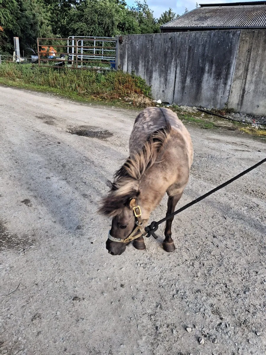 Pony - Image 3