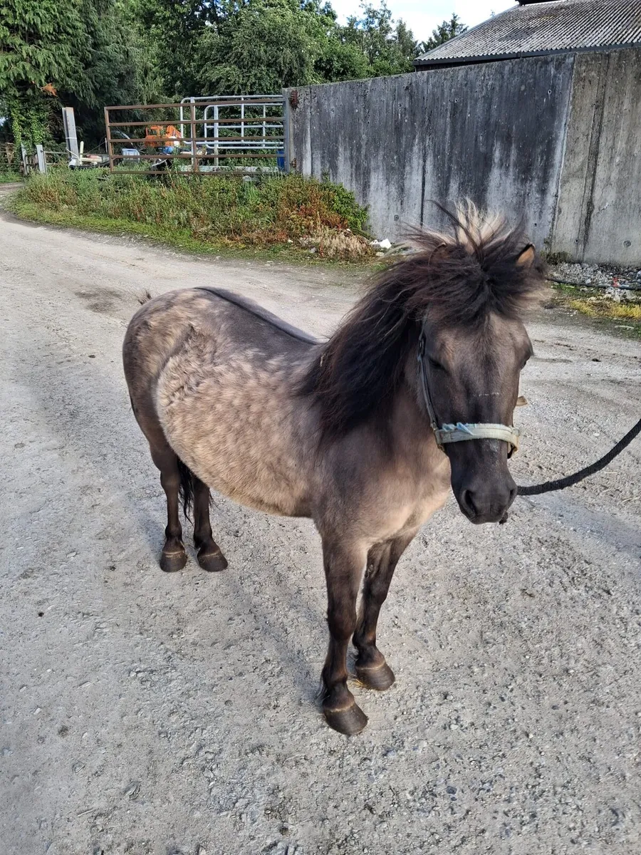Pony - Image 4