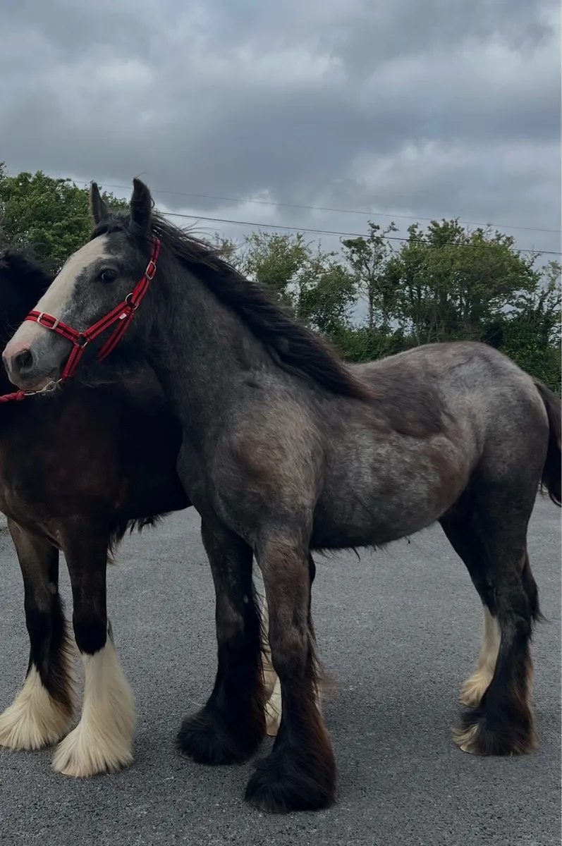Top class very heavy filly - Image 4