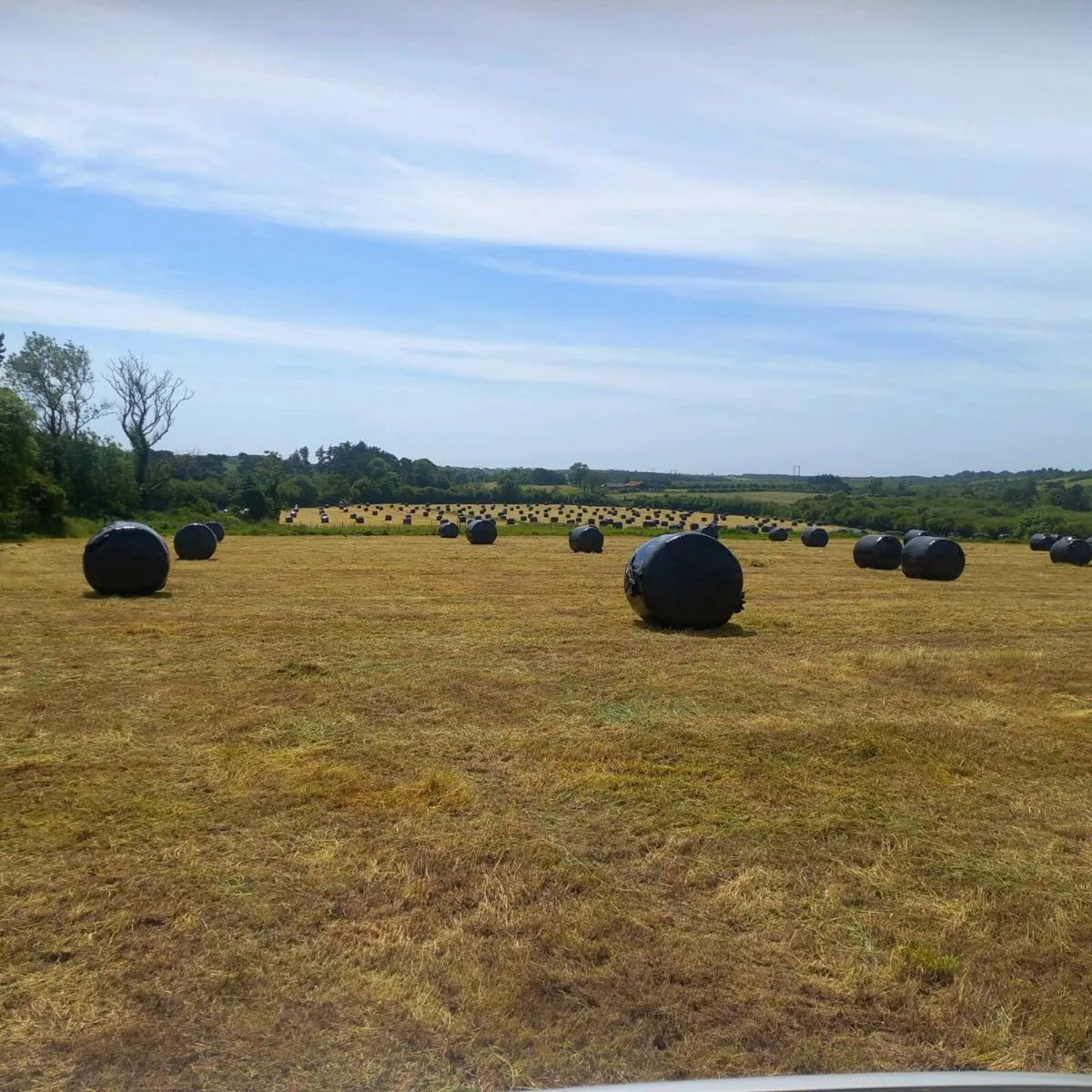 Silage bales - Image 1