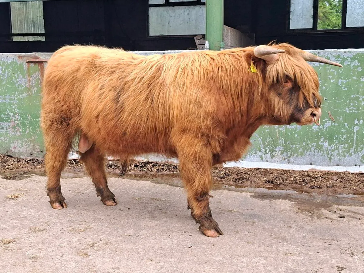 Highlander bull - Image 2
